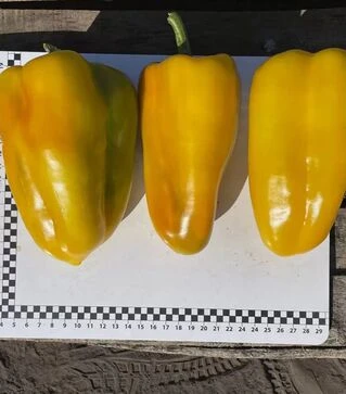 Семена перца Санта F1, п.е. 500 шт семян (Spark Seeds)