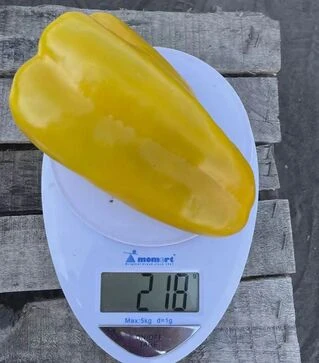 Семена перца Санта F1, п.е. 500 шт семян (Spark Seeds)