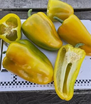 Семена перца Санта F1, п.е. 500 шт семян (Spark Seeds)