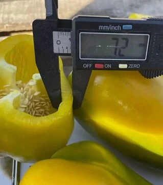 Семена перца Санта F1, п.е. 500 шт семян (Spark Seeds)