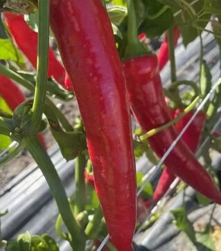 Семена перца Тойо F1, п.е. 500 шт семян (Spark Seeds)