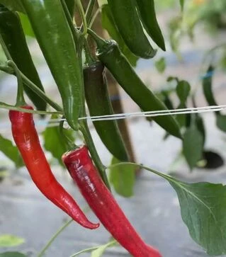 Семена перца Тойо F1, п.е. 500 шт семян (Spark Seeds)
