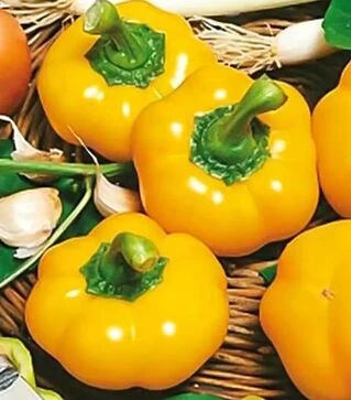 Семена перца Топепо Йеллоу, 500 г (Hortus)