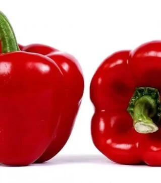 Насіння перцю Мазурка F1, п.о. 100 насінин (Rijk Zwaan)