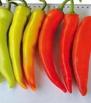 Насіння перцю Хуеро F1, п.о. 250 насінин (United Genetics)