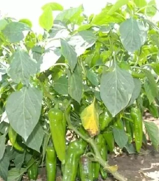 Насіння перцю Хуеро F1, п.о. 250 насінин (United Genetics)