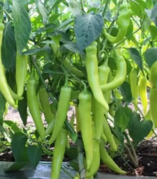 Насіння перцю КС 65 F1, п.о. 500 насінин (Kitano Seeds)