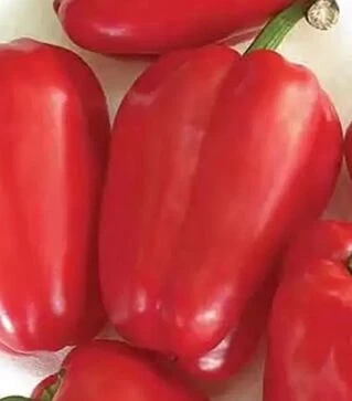 Семена перца Антей, 500 г (Nasko)