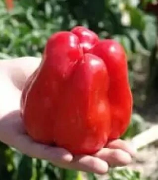Насіння перцю Гранова, 50 г (Moravoseed)