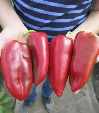 Семена перца Капюшон F1, п.е. 500 семян (Seminis)
