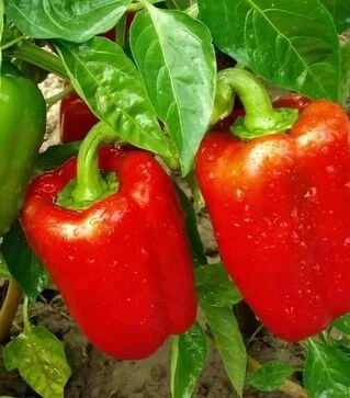 Семена перца Калифорнийское чудо, 50 г (Moravoseed)