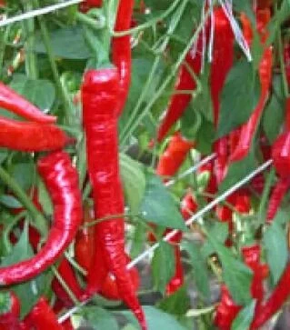 Насіння перцю Козій Ріг, 50 г (Moravoseed)