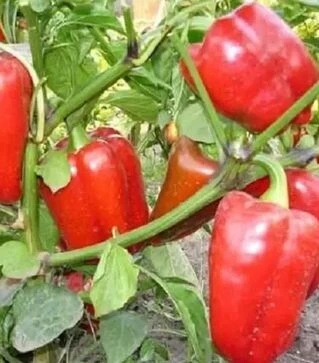 Семена перца Полет, 20 г (Ницcса)