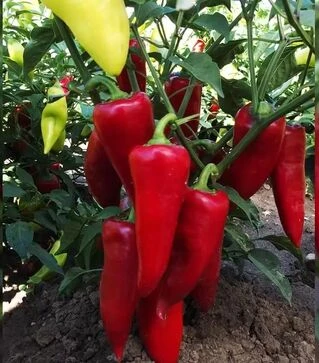 Насіння перцю Сакура, 50 г (Moravoseed)