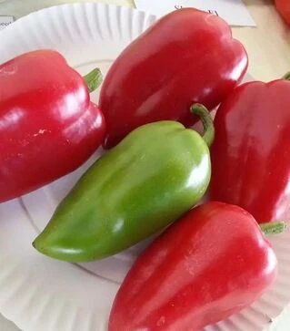 Насіння перцю Сандра, 50 г (Moravoseed)