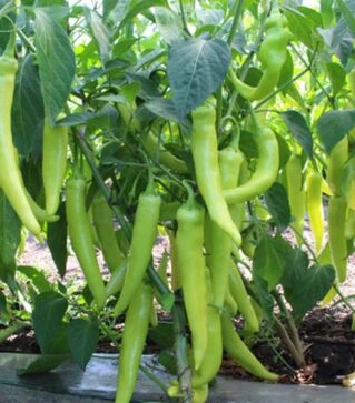 Семена перца KS 65 F1, п.о. 500 семян (Kitano Seeds)