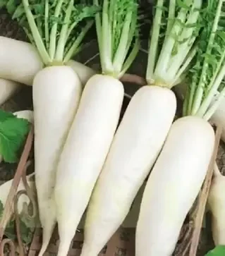 Насіння редису Астор, 1 кг (Moravoseed)