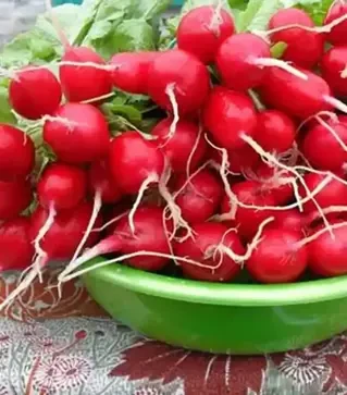 Насіння редису Марта, 500 г (Nasko)