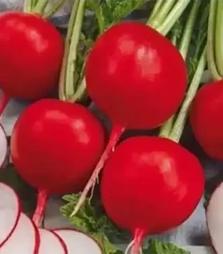 Насіння редису Престо, 500 г (Коуел)