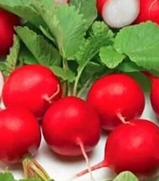Семена редиса Гигант буттер, 5 кг (Коуэлл)