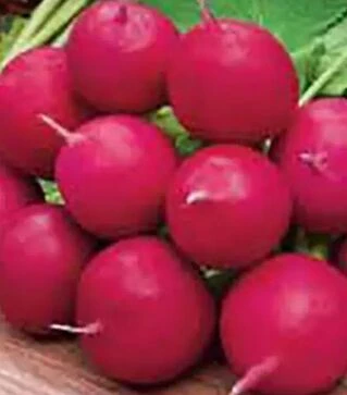 Насіння редису Черрі Белле Hortus, 5 кг (Коуел)