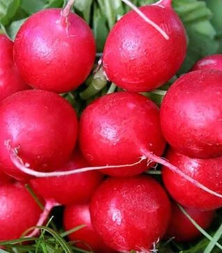 Семена редиса Карбона, 5 кг (Nasko)