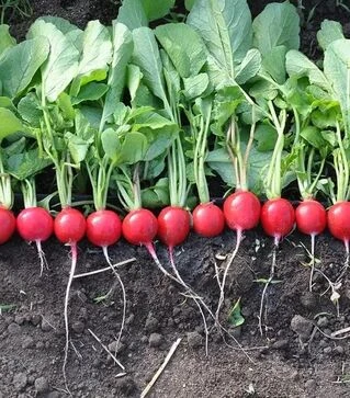 Семена редиса Прада F1, 1 кг (Libra Seeds)