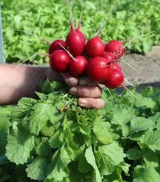 Семена редиса Кварта, 1 кг (Semo)