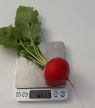 Семена редиса KS 1297 F1, 250 г (Kitano Seeds)