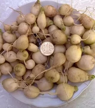 Семена редиса Витны, 1 кг (Moravoseed)