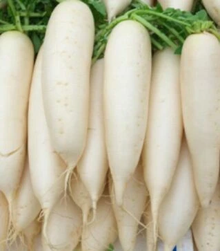 Семена редьки Чимборазо (Ти-150) F1, 100 г (Takii Seeds)