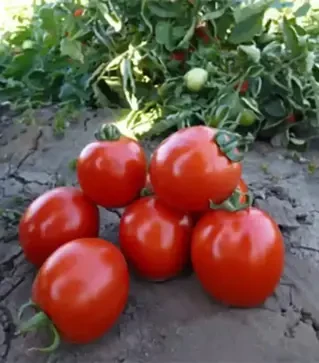 Семена томата Асвон F1, п.е. 10 тыс. семян (Kitano Seeds)