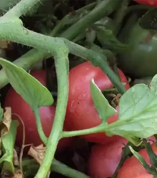 Семена томата Пинк Свитнес F1, п.е. 500 семян (Lark Seeds)