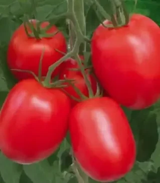 Семена томата Рио Гранде, п.е. 10 тыс. семян (Semo)