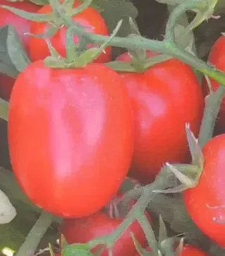 Семена томата Мицено F1, п.е. 2,5 тыс. семян (Syngenta)