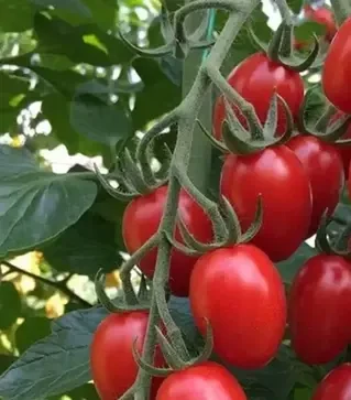 Семена томата Редберри F1, п.е. 1 тыс. семян (Libra Seeds)
