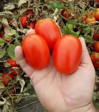 Насіння томату Бостон F1, п.о. 1 тис. насінин (Libra Seeds)
