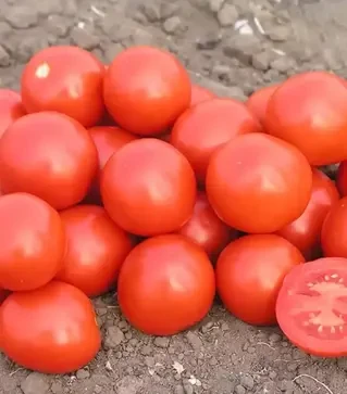 Семена томата Дональд F1, п.е. 1 тыс. семян (Nunhems)
