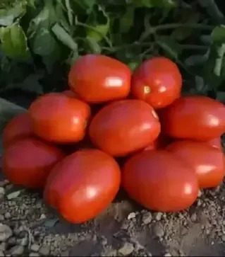 Насіння томату 1892 F1, п.о. 5000 насінин (Spark Seeds)