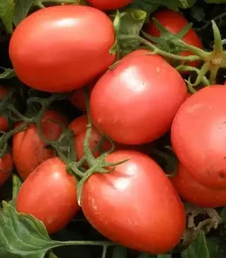 Семена томата Шейк, проф. упаковка 10 тыс. семян (Semo)