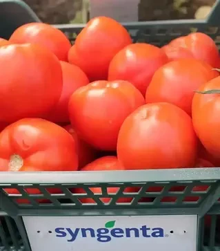Семена томата Девонет F1, п.е. 500 семян (Syngenta)