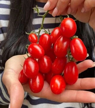 Семена томата Дольчесио F1, п.е. 1 тыс. семян (Esasem)