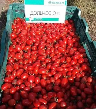 Семена томата Дольчесио F1, п.е. 1 тыс. семян (Esasem)