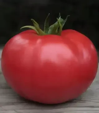 Насіння томату Кібо F1, п.о. 500 насінин (Kitano Seeds)