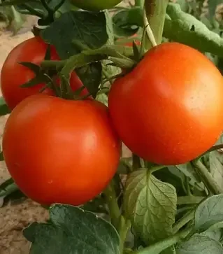 Семена томата Корвинус F1, п.е. 500 семян (Seminis)