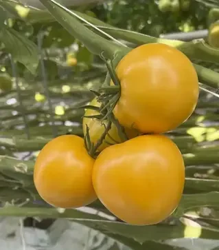 Семена томата Лимончелло F1, п.е. 250 семян (Breeding Seeds)
