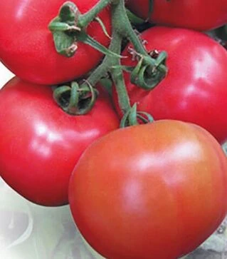 Насіння томату Касаморі F1, п.о. 1 тис. насінин (Kitano Seeds)
