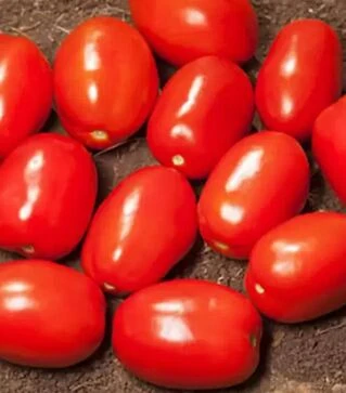 Насіння томату КС 720 F1, п.о. 10 тис. насінин (Kitano Seeds)