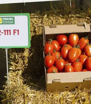 Насіння томату Колеос F1, п.о. 500 насінин (Yuksel Tohum)