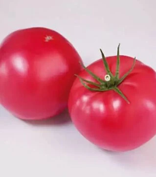 Насіння томату КС 1205 F1, п.о. 500 насінин (Kitano Seeds)